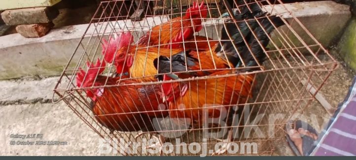 পিউর লাল দেশি মোরগ